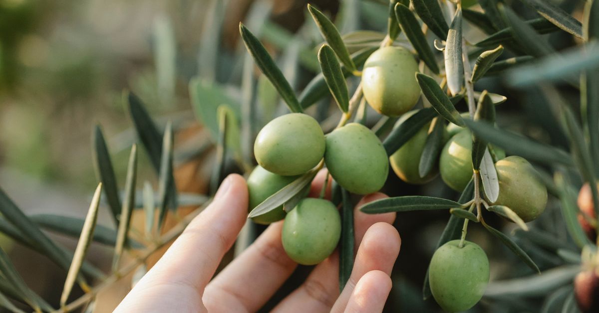 7 Things People Are Always Surprised to Learn About Olive Oil (and Olives)