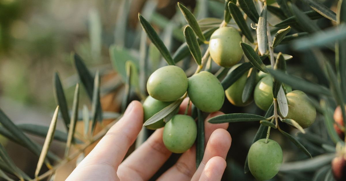 Why Extra Virgin Olive Oil is Special: A Peek Into the Annual Olive Oil Harvest