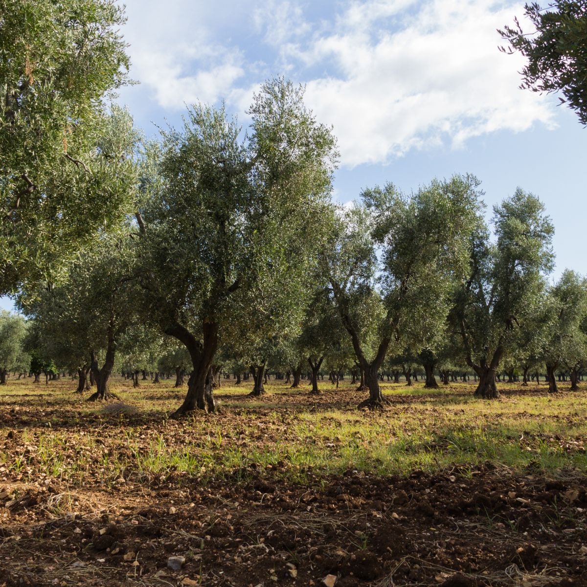 Tuscan Herb Extra Virgin Olive Oil